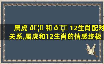 属虎 🦁 和 🦆 12生肖配对关系,属虎和12生肖的情感终极配对